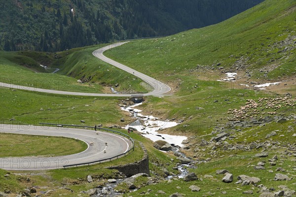 A winding mountain road meanders along a river with a flock of sheep through green hills, Capra