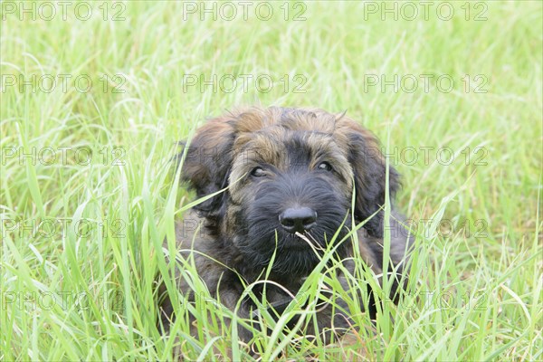 A playful puppy hides in the tall grass and looks curiously, Briard (Berger de Brie), puppy, 8