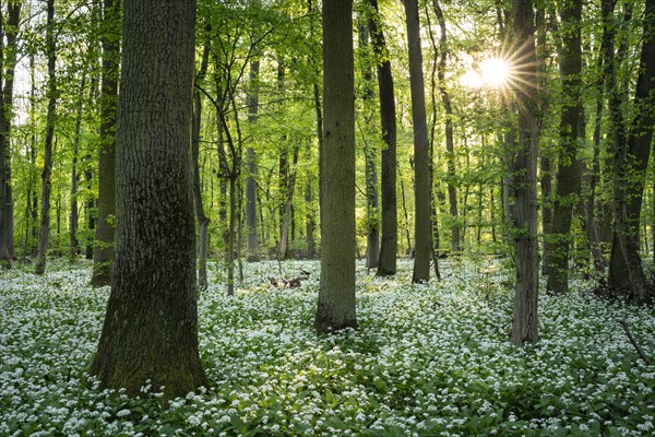 A deciduous forest with white flowering ramson (Allium ursinum) in spring in the evening sun with a