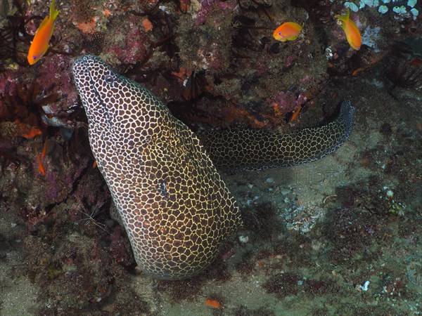 Laced moray (Gymnothorax permistus), Sodwana Bay National Park Dive Site, Maputaland Marine