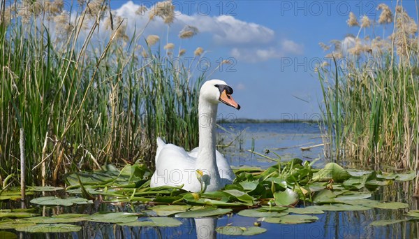 Ai generated, animal, animals, bird, birds, biotope, habitat, one, individual, swims, waters,