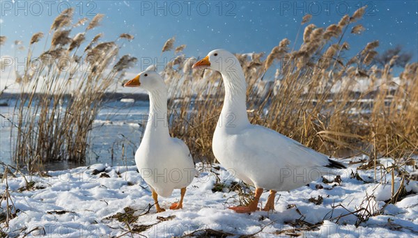 KI generated, animal, animals, bird, birds, biotope, habitat, one, individual, water, reed, blue