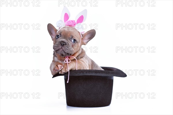 Cute blue fawn French Bulldog dog puppy with Easter bunny headband in black magician hat on white
