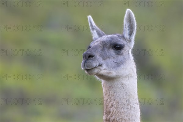 Guanaco (Llama guanicoe), Huanaco, adult, animal portrait, Torres del Paine National Park,