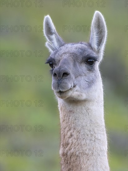 Guanaco (Llama guanicoe), Huanaco, adult, animal portrait, Torres del Paine National Park,