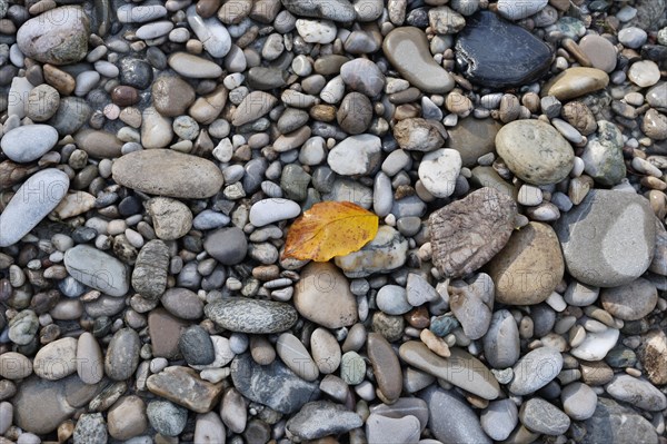 A single orange-coloured beech leaf lies on grey stones in autumn, Salzach, Burghausen, Upper