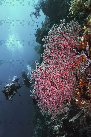 A giant Godeffroy soft coral (Siphonogorgia godeffroyi), with divers, Wakatobi Dive Resort,