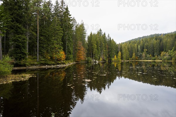 Lake and autumn forest, Mathisleweiher, near Hinterzarten, Black Forest, Baden-Wuerttemberg,
