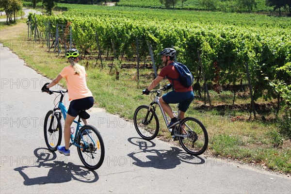 Symbolic image: Young couple on a bike tour in the vineyards, here in the Palatinate near Neustadt