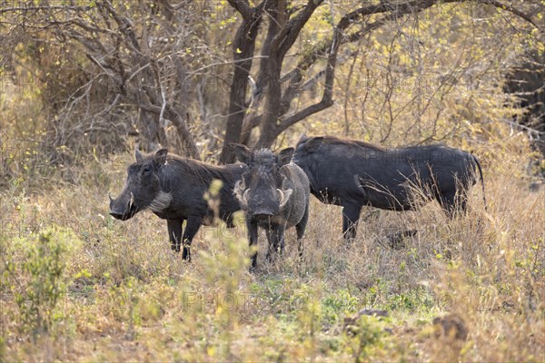 Common warthog (Phacochoerus africanus), three warthogs in tall dry grass, Kruger National Park,