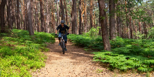 Mountain bikers on a beautiful trail in the summery Palatinate Forest near the Kalmit near