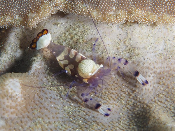 Peacock-eyed anemone shrimp (Ancylocaris brevicarpalis) on a carpet anemone, Sodwana Bay National