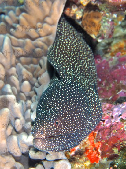 Turkey moray (Gymnothorax meleagris), Sodwana Bay National Park dive site, Maputaland Marine