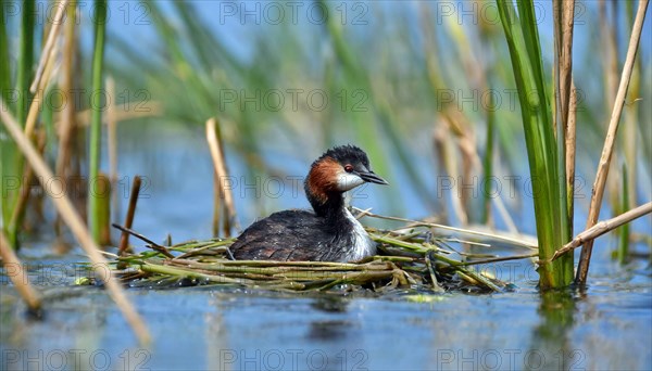 Ai generated, animal, animals, bird, birds, biotope, habitat, a, individual, swims, waters, reeds,