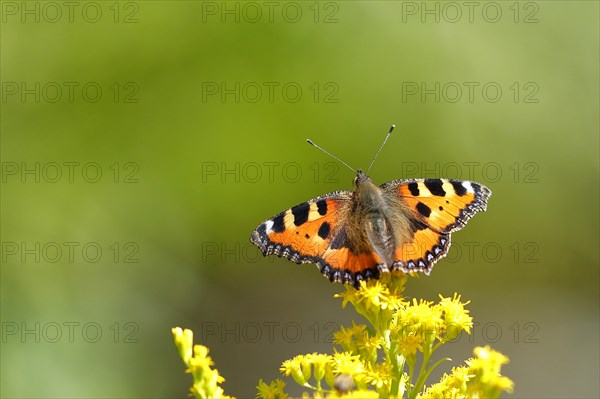 Small tortoiseshell (Aglais urticae), on a goldenrod (Solidago) flower, Wilden, North
