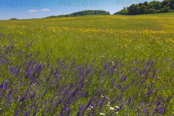 Flower meadow, landscape, wildflowers, meadow clary (Salvia pratensis), purple flowers, summer