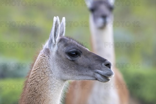 Guanaco (Llama guanicoe), Huanaco, animal portrait, Torres del Paine National Park, Patagonia, end