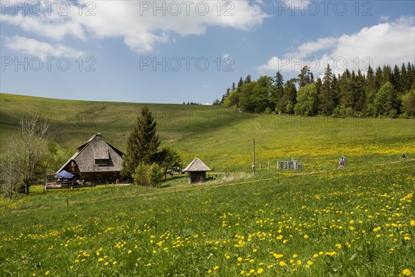Mountain inn and flower meadow, Hinterwaldkopfhuette, Hinterwaldkopf, Hinterzarten, Black Forest,