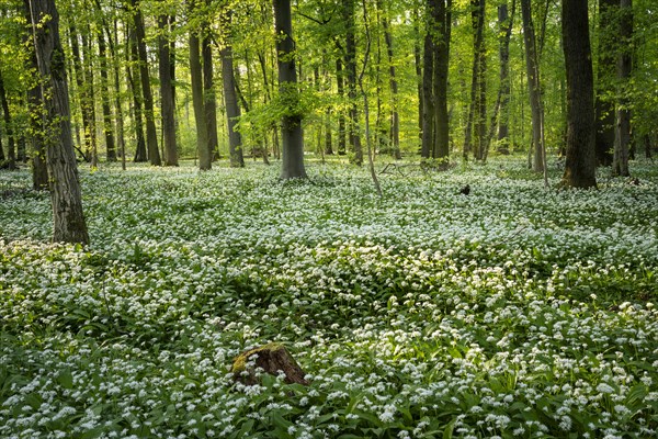 A deciduous forest with white flowering ramson (Allium ursinum) in spring in the evening sun.