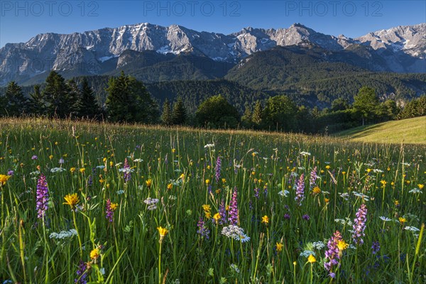 Alpine meadow with flowers in front of mountains, orchids, morning light, summer, Eckbauer,