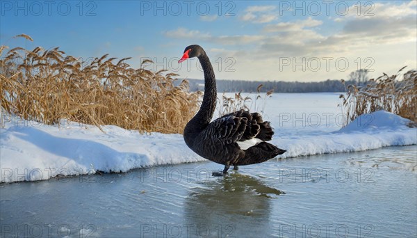 KI generated, animal, animals, bird, birds, biotope, habitat, one, individual, water, reed, blue