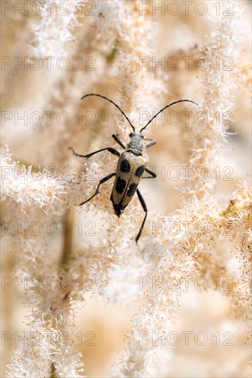 Yellow four-spotted buck (Pachyta quadrimaculata), sitting on forest goat's beard (Aruncus dioicus)