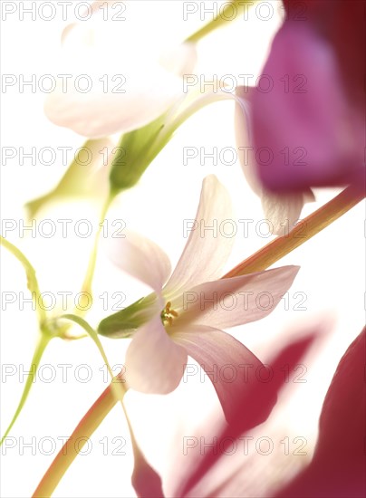 White flower of purple wood sorrel (Rhizome Oxalis) between purple leaves and green leaf stalks,
