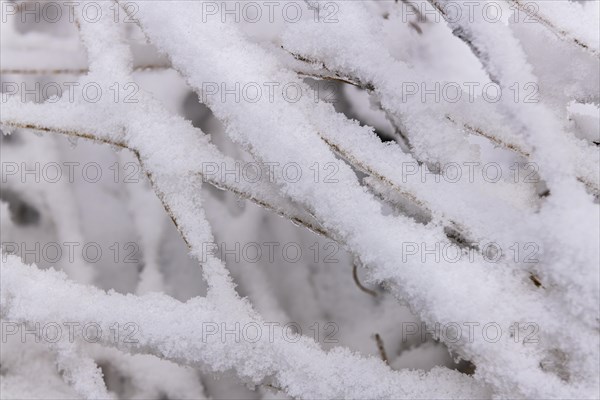 Snow lies on fallen blades of grass, Structure, Close Up, Forest around the Lindensee, Ruesselsheim