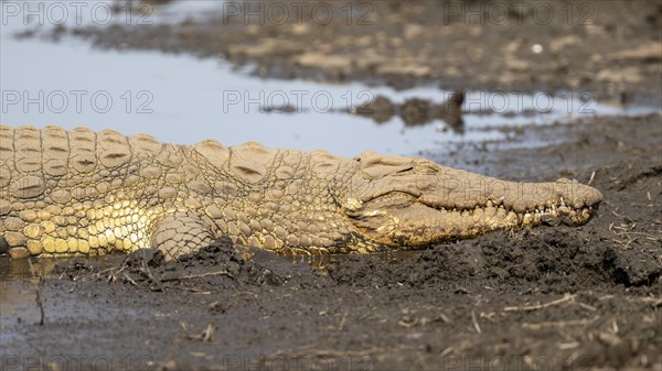 Nile crocodile (Crocodylus niloticus) sleeping on the bank, Sabie River, Kruger National Park,