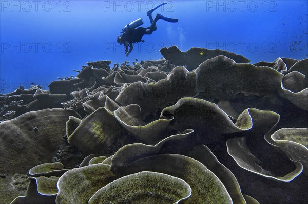 Small polyp stony coral, (Montipora mactanensis), with diver, Wakatobi Dive Resort, Sulawesi,
