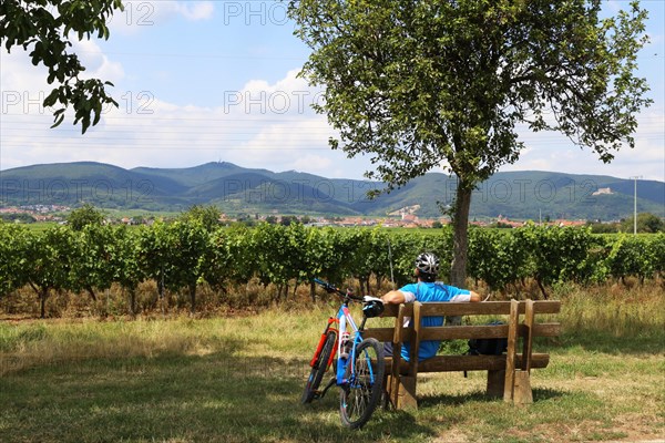 Cyclist takes a break on a bench and looks towards the Palatinate Forest. The Kalmit, the highest