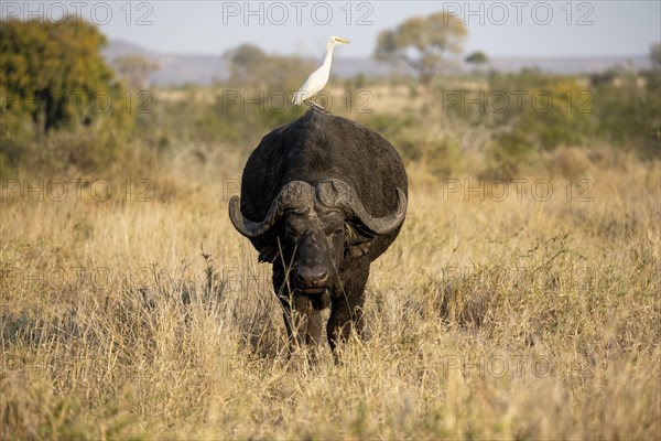 Cattle egret (Bubulcus ibis) sitting on the back of a african buffalo (Syncerus caffer caffer),