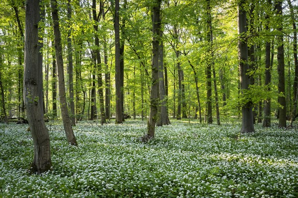 A sunny deciduous forest with white flowering ramson (Allium ursinum) in spring. Rhine-Neckar
