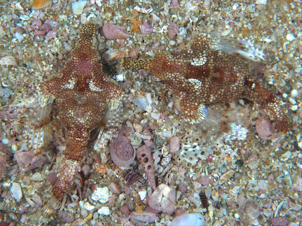 Pair of little dragonfish (Eurypegasus draconis), bony fish, Sodwana Bay National Park dive site,