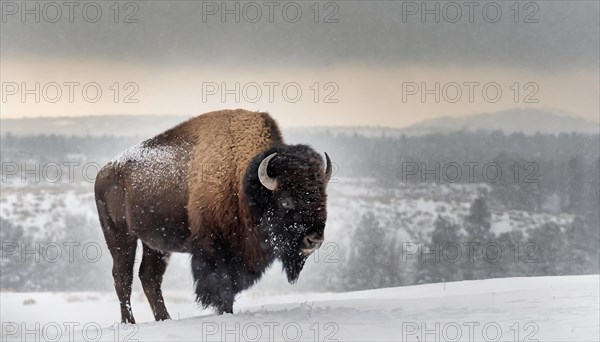 AI generated, animal, animals, mammal, mammals, biotope, habitat, one, single animal, foraging,