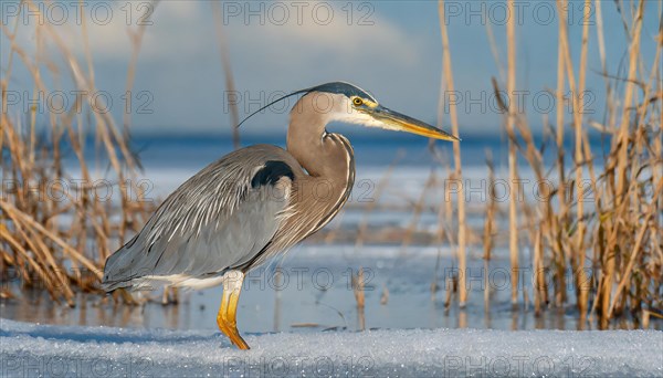 KI generated, animal, animals, bird, birds, biotope, habitat, one, individual, water, reed, winter,