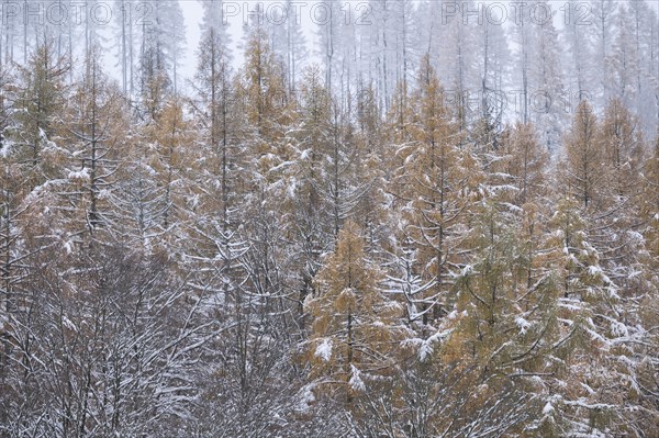 European larch (Larix decidua), treetops, yellow discoloured needles covered with snow, Thuringia,