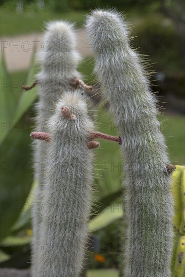 Wooly torch (Cleistocactus strausii), Botanical Garden, Erlangen, Middle Franconia, Bavaria,