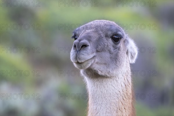 Guanaco (Llama guanicoe), Huanaco, adult, animal portrait, Torres del Paine National Park,
