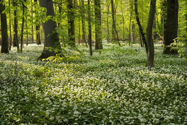 A deciduous forest with white flowering ramson (Allium ursinum) in spring in the evening sun.