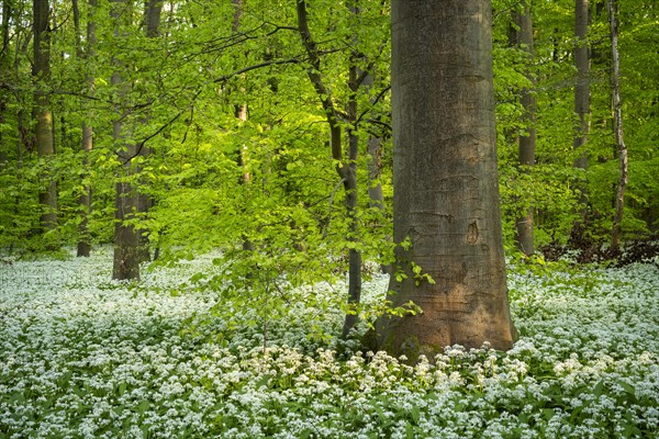 A deciduous forest with white flowering ramson (Allium ursinum) in spring in the evening sun.