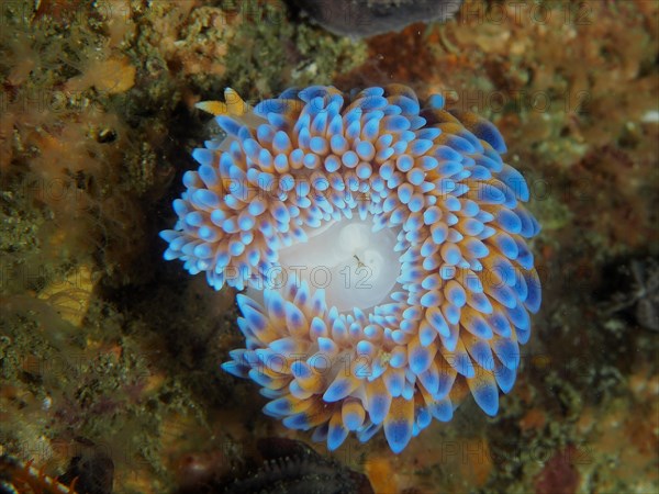 Silvertip nudibranch (Janolus capensis), False Bay dive site, Cape of Good Hope, Cape Town, South