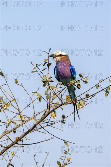 Lilac-breasted roller (Coracias caudatus) sitting on a branch in front of a blue sky, Kruger