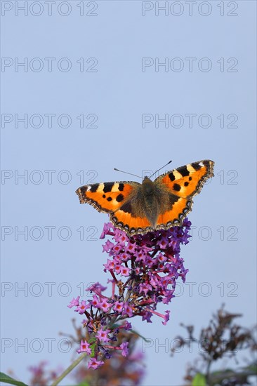 Small tortoiseshell (Aglais urticae), on butterfly bush or butterfly-bush (Buddleja davidii), in