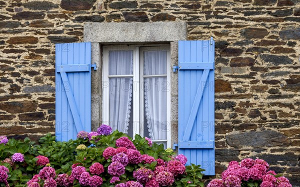 Window with blue shutters in a typical granite house, hydrangea bushes, Roscoff, Brittany, France,