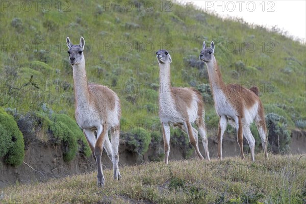 Guanaco (Llama guanicoe), Huanaco, group of animals running, adult, Torres del Paine National Park,