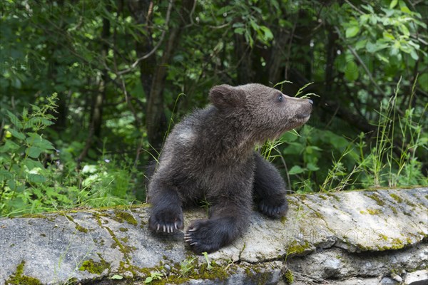 A single bear young sits on a moss-covered stone and looks upwards, European brown bear (Ursus