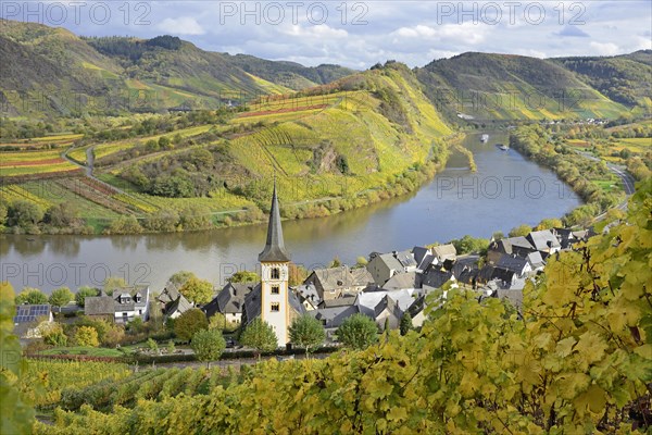 View over the wine village of Bremm am Calmont with St Laurentius Church, Moselle,