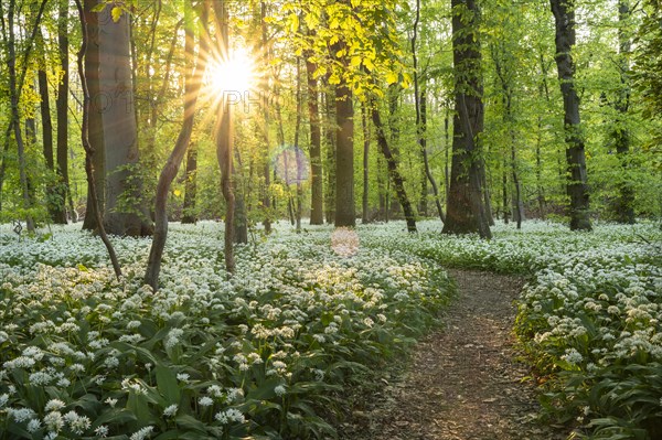 A path leads through a deciduous forest with white flowering ramson (Allium ursinum) in spring.