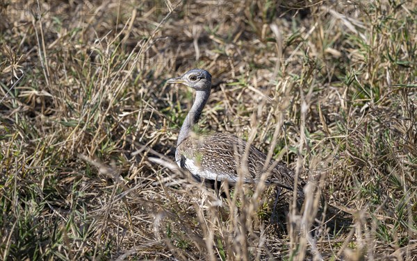 Red-crested korhaan (Lophotis ruficrista) in the grass, adult male, Kruger National Park, South